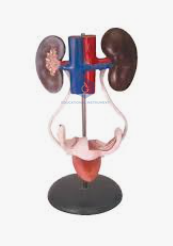 Human Female Urogenital